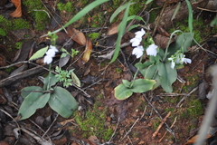 Habenaria plantaginea